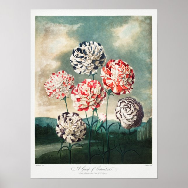 Vintage Blume Poster (Vorne)