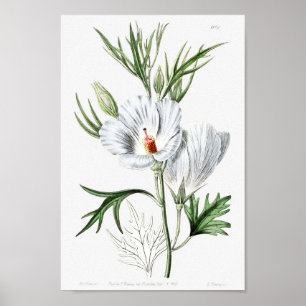 Vintage Blume Poster