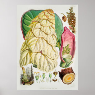 Vintage Blume Poster