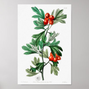Vintage Blume Poster