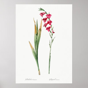 Vintage Blume Poster
