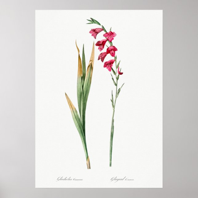 Vintage Blume Poster (Vorne)