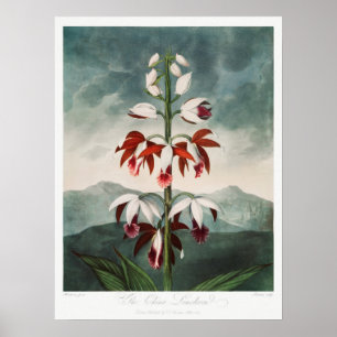 Vintage Blume Poster