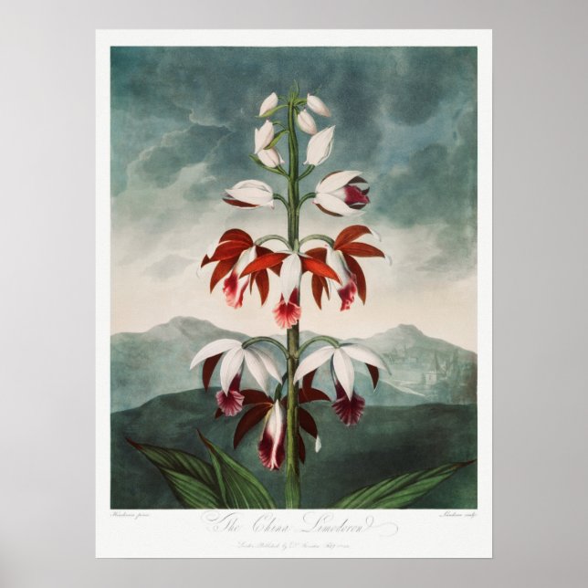 Vintage Blume Poster (Vorne)
