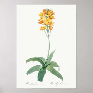 Vintage Blume Poster