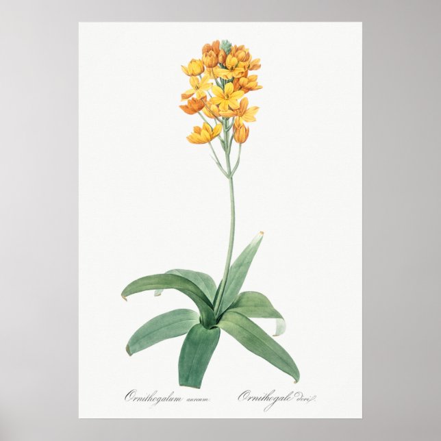 Vintage Blume Poster (Vorne)