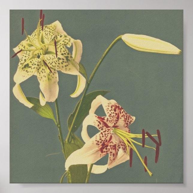 Vintage Blume Poster (Vorne)