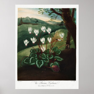 Vintage Blume Poster