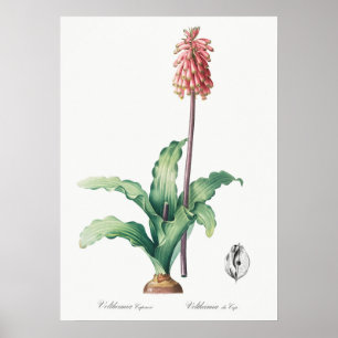 Vintage Blume Poster
