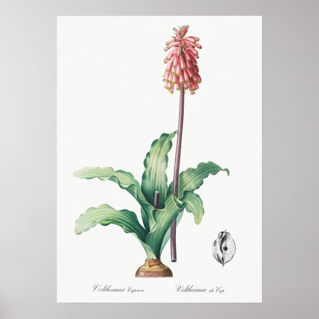 Vintage Blume Poster (Vorne)