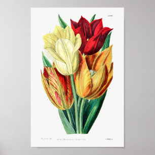 Vintage Blume Poster