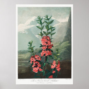 Vintage Blume Poster