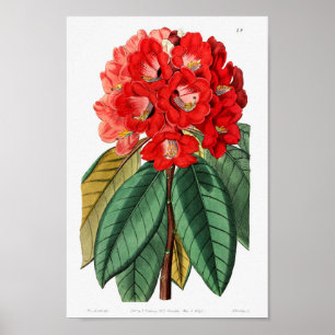 Vintage Blume Poster