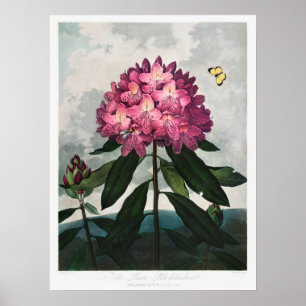 Vintage Blume Poster
