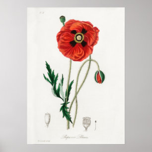 Vintage Blume Poster