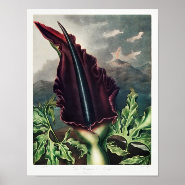 Vintage Blume Poster (Vorne)