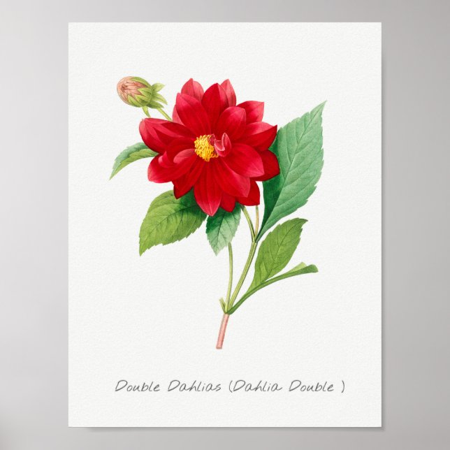 Vintage Blume Poster (Vorne)