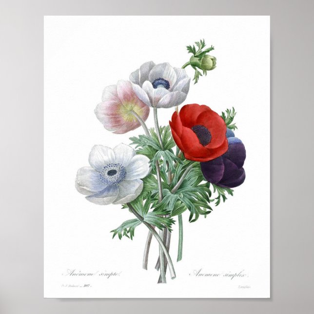 Vintage Blume Poster (Vorne)