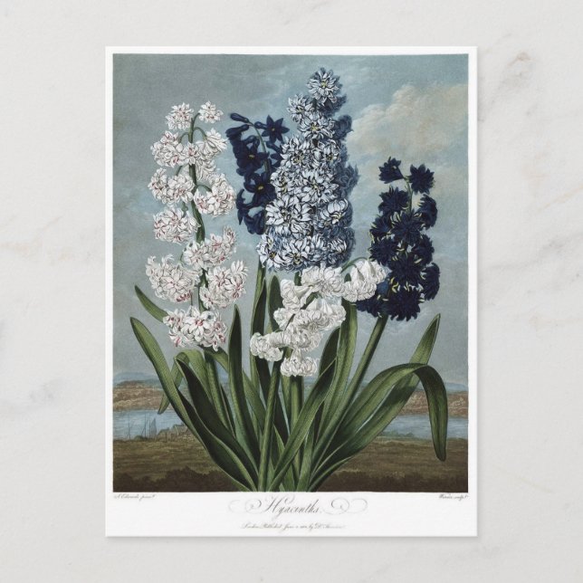 Vintage Blume Postkarte (Vorderseite)