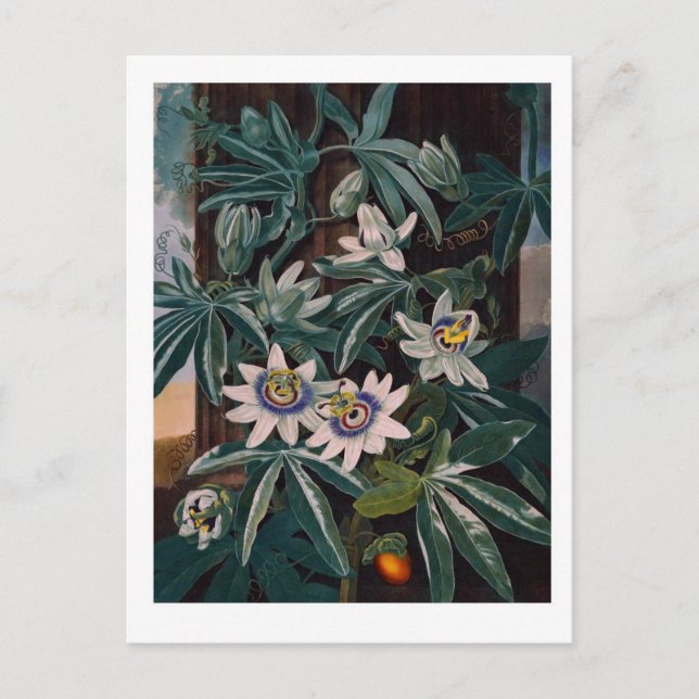 Vintage Blume Postkarte (Vorderseite)
