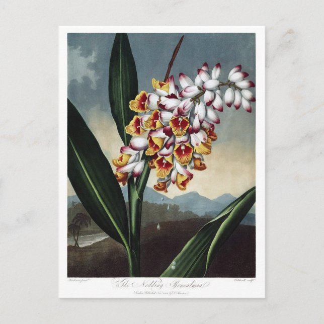 Vintage Blume Postkarte (Vorderseite)