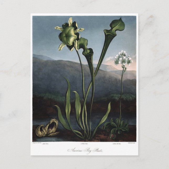Vintage Blume Postkarte (Vorderseite)