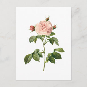 Vintage Blume, rosa Rose von Redoute Postkarte