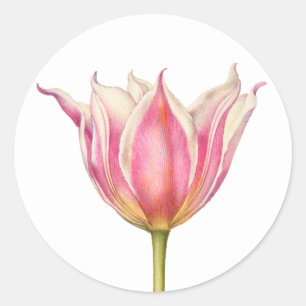 Vintage Blume Tulip Round Stickers