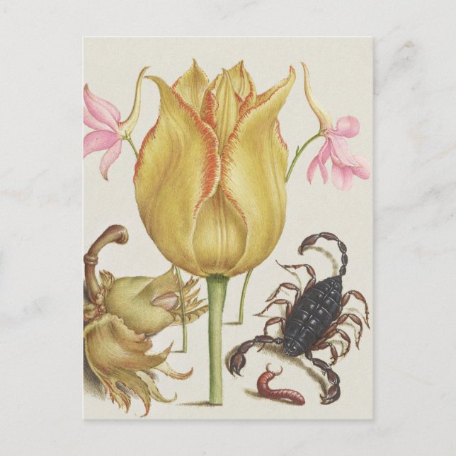 Vintage Blume und Skorpianer Postkarte (Vorderseite)