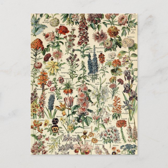 Vintage Blume von Adolphe Millot Postkarte (Vorderseite)