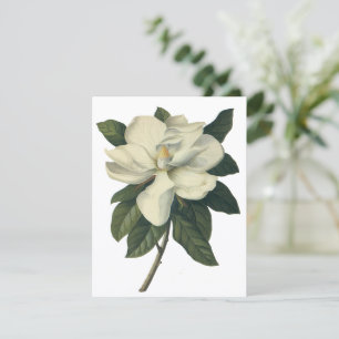 Vintage Blume White Magnolia Blossom Einladung