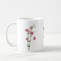 Vintage Blumen - Centaurium von Mary Vaux Walcott