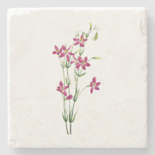 Vintage Blumen - Centaurium von Mary Vaux Walcott Steinuntersetzer