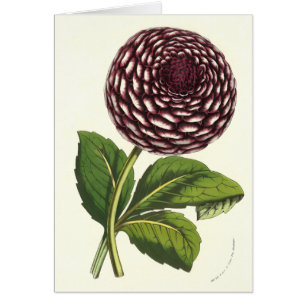 Vintage Blumen-Dahlie durch Louis Benoit van