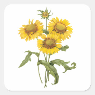 Vintage-Blumen-Deckenblume-Sonnenblume von Redoute Quadratischer Aufkleber