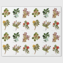 Vintage Blumen der Wissenschafts-NZ