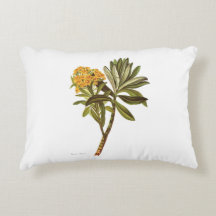 Vintage Blumen der Wissenschafts-NZ - Senecio