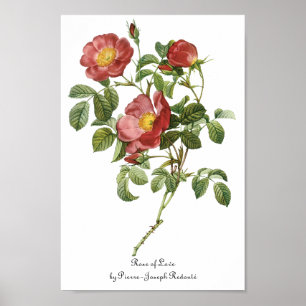 Vintage-Blumen Floral Rot Rose der Liebe von Redou Poster