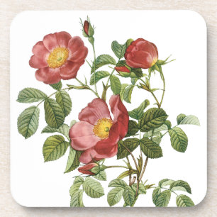 Vintage-Blumen Florale rote Liebesrose von Redoute Untersetzer