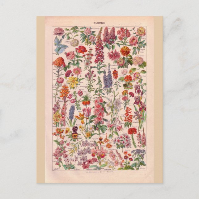 Vintage Blumen Postkarte (Vorderseite)