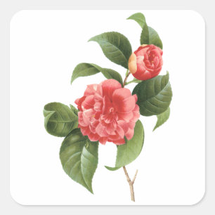 Vintage-Blumen, rosa Kamelienblüten von Redoute Quadratischer Aufkleber