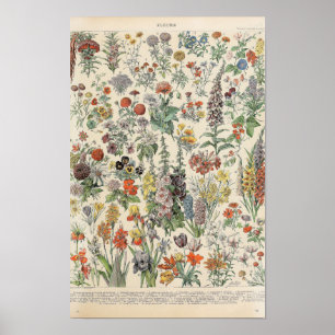Vintage-Blumen von Adolphe Millot Poster