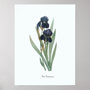 Vintage-Blumenillustration Botanischer Kunst Druck Poster