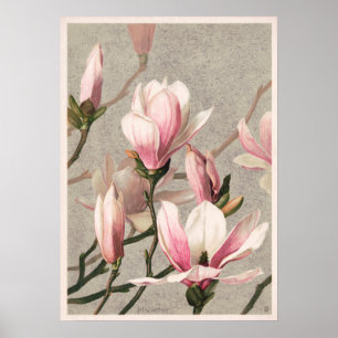 Vintage-Blumenillustrationsposter Poster