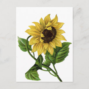 Vintage Blumenmuster Sonnenblume Gelb & Grüne Blum Postkarte