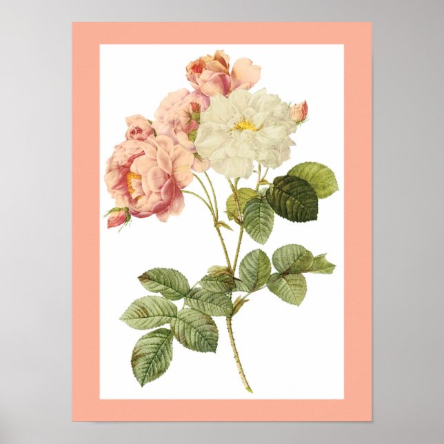 Vintage-Blumenposter 2 Poster (Vorne)