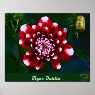 Vintage Blumensammlung - kleine Tigerdahlia Poster