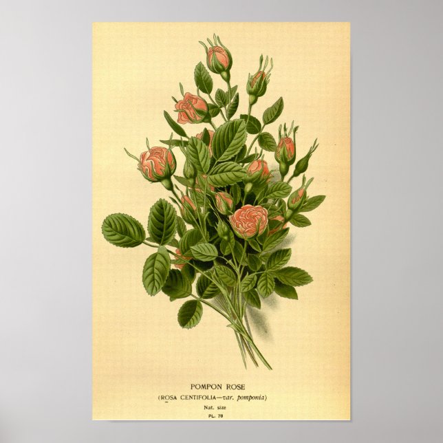 Vintage Blütenorange Pompon Rose Botanisch Poster (Vorne)
