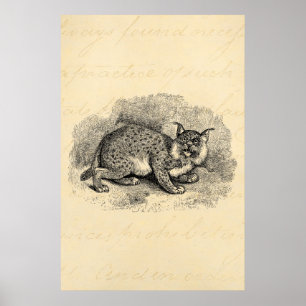Vintage Bobcat 1800s Bob-Katzen-Luchs-Illustration Poster