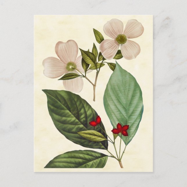 Vintage Botanical Dogwood Tree Abbildung Postkarte (Vorderseite)